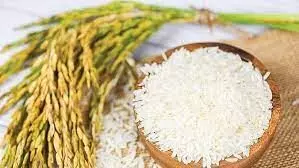 நெல் வரத்து குறைவால் தமிழகத்தில் கிலோவிற்கு ரூ.10 வரை அரிசி விலை உயர்வு நெல் வரத்து குறைவால் தமிழகத்தில் கிலோவிற்கு ரூ.10 வரை அரிசி விலை உயர்வு