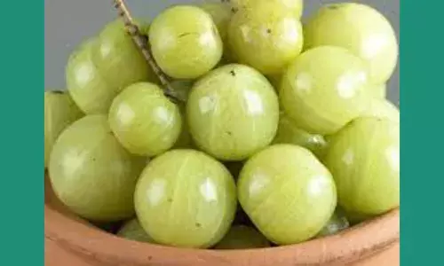 Amla In Tamil  நோய் எதிர்ப்பு சக்தியை அதிகரிக்கும்  நெல்லிக்காய்:சாப்பிடுகிறீர்களா?...படிங்க. Amla In Tamil  நோய் எதிர்ப்பு சக்தியை அதிகரிக்கும்  நெல்லிக்காய்:சாப்பிடுகிறீர்களா?...படிங்க.