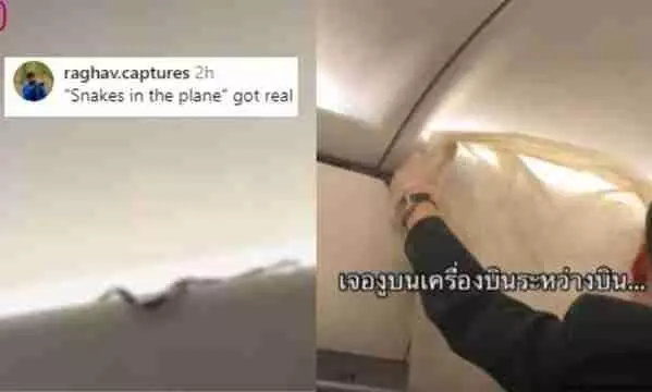 Snake on Flight-தாய் ஏர் ஏசியா விமானத்தில் பயணம் செய்த பாம்பு..! Snake on Flight-தாய் ஏர் ஏசியா விமானத்தில் பயணம் செய்த பாம்பு..!