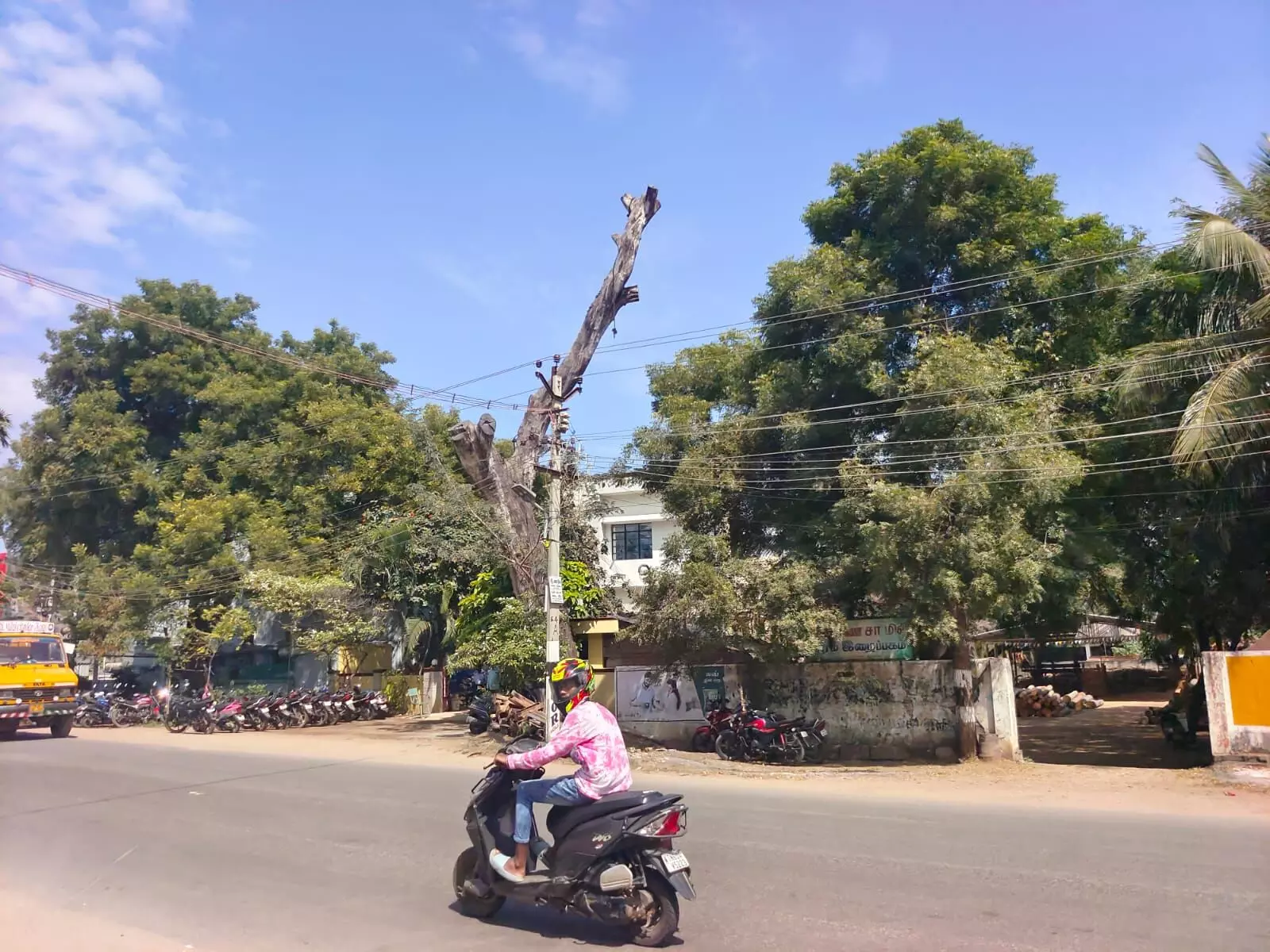 மதுரை அருகே சாலையில் உள்ள ஆபத்தான மரத்தை அகற்ற கோரிக்கை மதுரை அருகே சாலையில் உள்ள ஆபத்தான மரத்தை அகற்ற கோரிக்கை