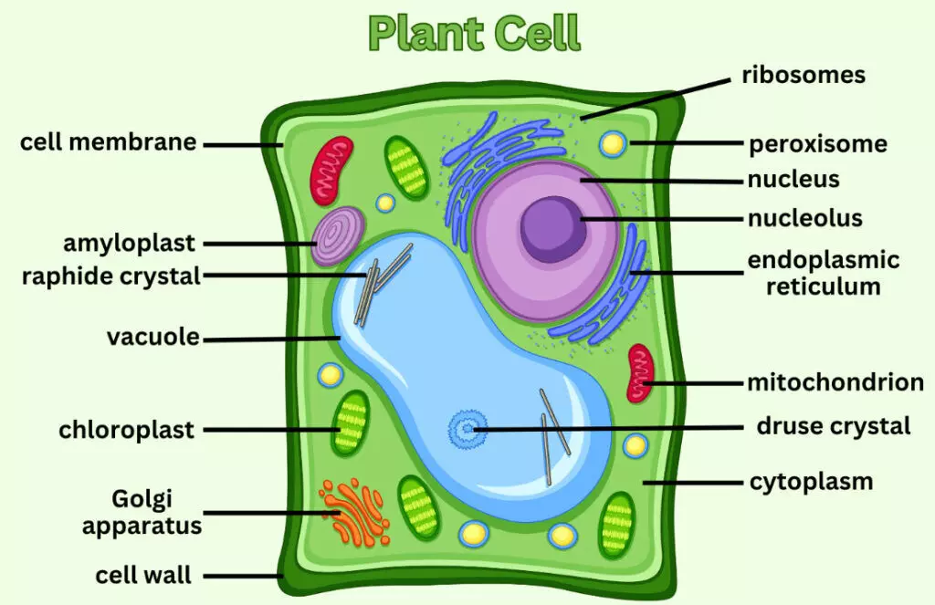 Cells Meaning In Tamil உயிர்கள் வாழ்வதற்கு அடிப்படைக் காரணமே செல்கள் தான் :உங்களுக்கு தெரியுமா?..... Cells Meaning In Tamil உயிர்கள் வாழ்வதற்கு அடிப்படைக் காரணமே செல்கள் தான் :உங்களுக்கு தெரியுமா?.....