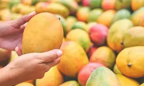 செயற்கையாகப் பழுத்த மாம்பழங்கள்! விஷத்தை விலை கொடுத்து வாங்குகிறோம்