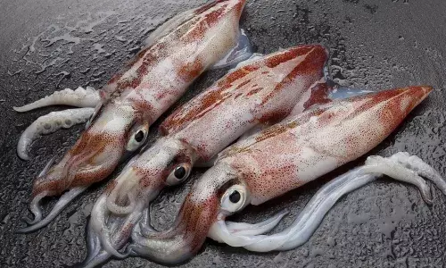 Squid Fish Benefits in Tamil