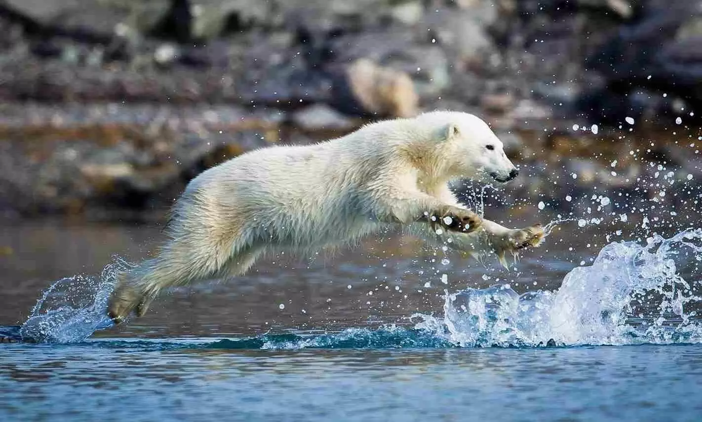 Wildlife Photographer of The Year-இந்த ஆண்டின் சிறந்த வனவிலங்கு புகைப்படம் எது தெரியுமா? (சிலிர்க்கும் புகைப்படங்கள்) Wildlife Photographer of The Year-இந்த ஆண்டின் சிறந்த வனவிலங்கு புகைப்படம் எது தெரியுமா? (சிலிர்க்கும் புகைப்படங்கள்)