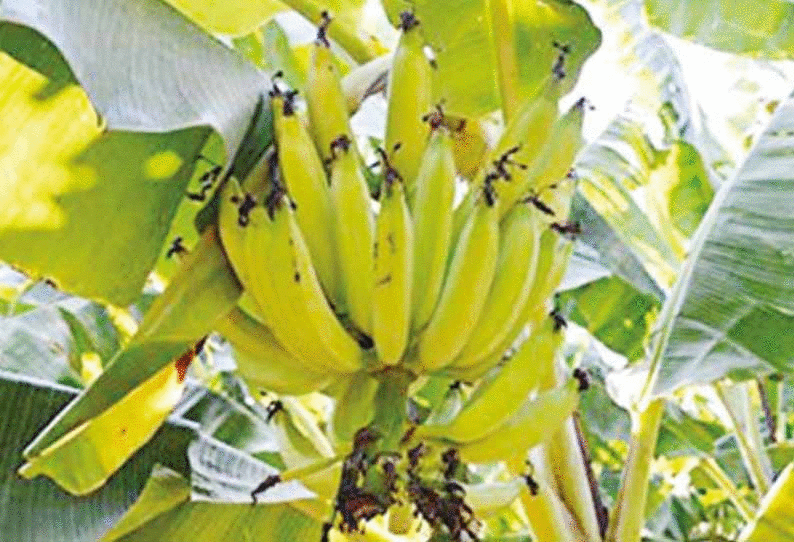நேந்திரன் வாழை வரத்து அதிகரிப்பு; விலை குறைவு நேந்திரன் வாழை வரத்து அதிகரிப்பு; விலை குறைவு