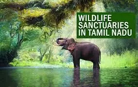 Top 8 Wildlife Sanctuaries in Tamil Nadu | தமிழ்நாட்டின் தலைசிறந்த 8 ...