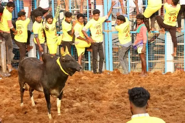 மதுரை அருகே சக்குடியில் ஜல்லிக்கட்டு விழா: காளைகள் சீறிப்பாய்ந்தன. மதுரை அருகே சக்குடியில் ஜல்லிக்கட்டு விழா: காளைகள் சீறிப்பாய்ந்தன.
