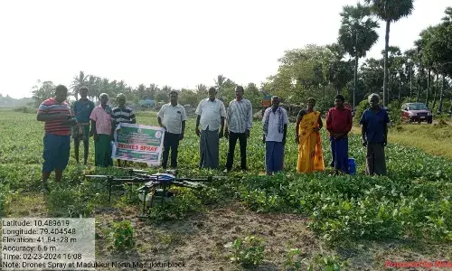 ட்ரோன் மூலம் உளுந்து பயிருக்கு டீஏபி கரைசல் தெளிப்பு..!