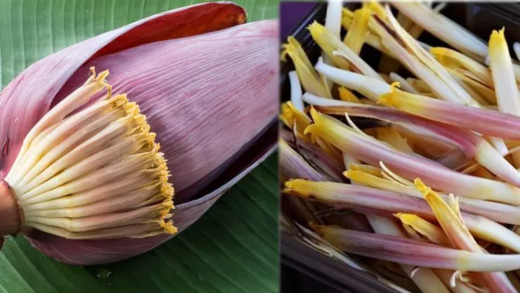 மருத்துவ குணங்கள் நிறைந்த வாழைப்பூ பற்றி தெரிஞ்சுக்கலாமா? மருத்துவ குணங்கள் நிறைந்த வாழைப்பூ பற்றி தெரிஞ்சுக்கலாமா?