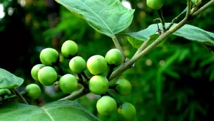 சுண்டைக்காய் ஆரோக்கிய நன்மைகள் பற்றி தெரிஞ்சுக்கலாமா? சுண்டைக்காய் ஆரோக்கிய நன்மைகள் பற்றி தெரிஞ்சுக்கலாமா?