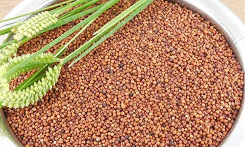 Benefits of Ragi in Tamil Benefits of Ragi in Tamil