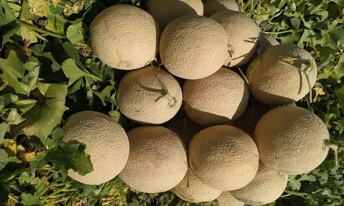 கோடைக்கேற்ற குளிர்ச்சி தரும் முலாம்பழம்..! கோடைக்கேற்ற குளிர்ச்சி தரும் முலாம்பழம்..!