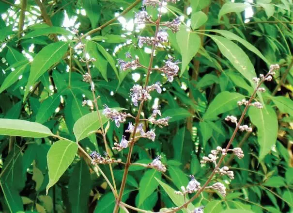 நொச்சி இலையின் மருத்துவ குணங்கள் பற்றி தெரியுமா? நொச்சி இலையின் மருத்துவ குணங்கள் பற்றி தெரியுமா?