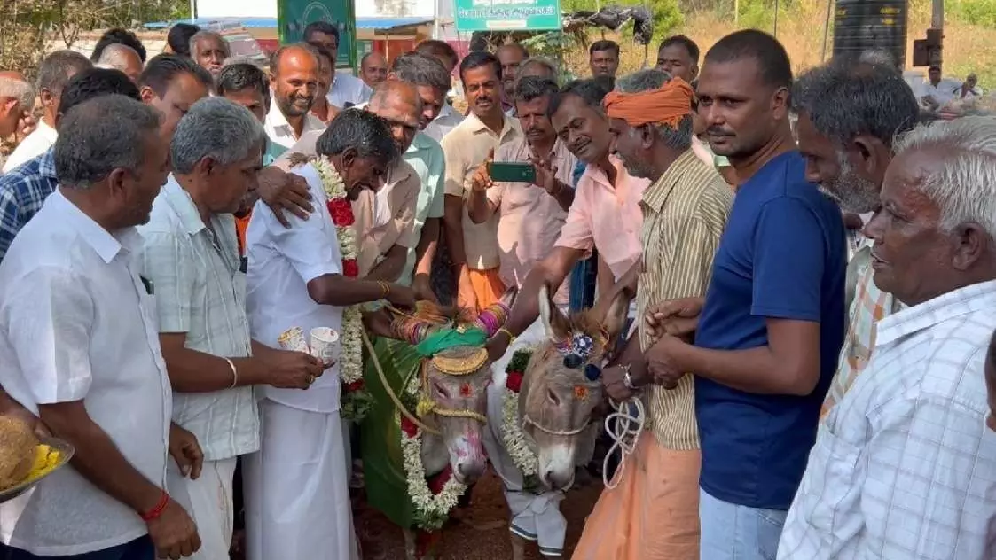 அன்னூரில் மழை வேண்டி கழுதைகளுக்கு திருமணம் செய்து வைத்த கிராம மக்கள் அன்னூரில் மழை வேண்டி கழுதைகளுக்கு திருமணம் செய்து வைத்த கிராம மக்கள்