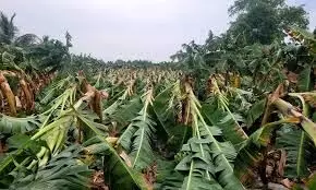 சூறைக்காற்றால், திருவண்ணாமலை மாவட்டத்தில் வாழைகள் சேதம் சூறைக்காற்றால், திருவண்ணாமலை மாவட்டத்தில் வாழைகள் சேதம்