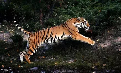உலக அளவிலான மாற்றம் :   புலிப்பாய்ச்சலில் இந்தியா..!