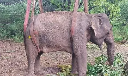 சிகிச்சைக்கு பிறகு வனப்பகுதியில் விடுவிக்கப்பட்ட காட்டு யானை..!