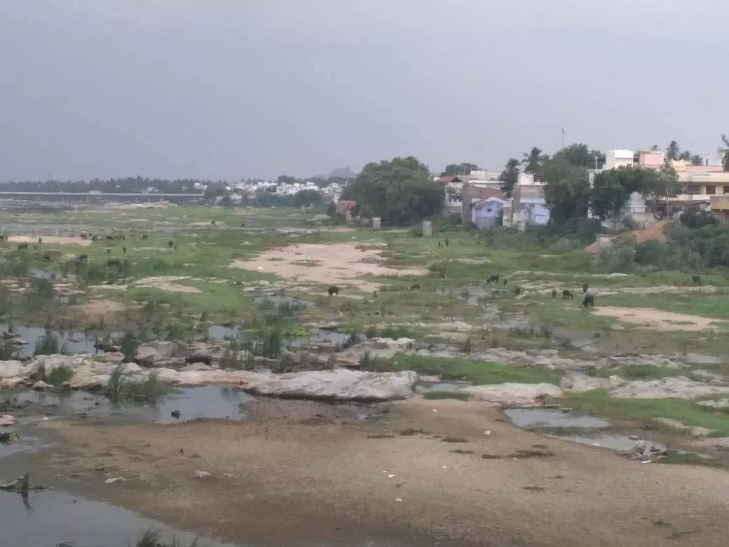மேய்ச்சல் நிலமாக மாறிய காவிரி ஆறு மேய்ச்சல் நிலமாக மாறிய காவிரி ஆறு