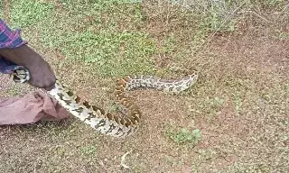 கோவையில் இரண்டு இடங்களில் பிடிபட்ட மலைப்பாம்புகள்