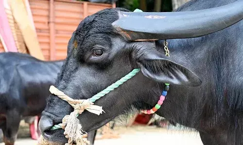 பஞ்சாயத்தார் தீர்க்க முடியாத பிரச்சனையை தீர்த்து வைத்த எருமை மாடு. உ.பியில் சுவாரசியம்