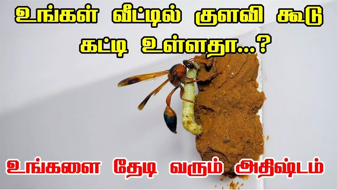 வீட்டில் குளவி கூடு கட்டினால் அதிர்ஷ்டமா? வீட்டில் குளவி கூடு கட்டினால் அதிர்ஷ்டமா?