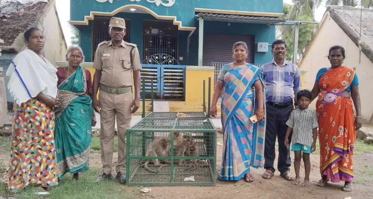 பொதுமக்களுக்கு இடையூறு அளித்த குரங்குகளை பிடித்த வனத்துறையினர் பொதுமக்களுக்கு இடையூறு அளித்த குரங்குகளை பிடித்த வனத்துறையினர்