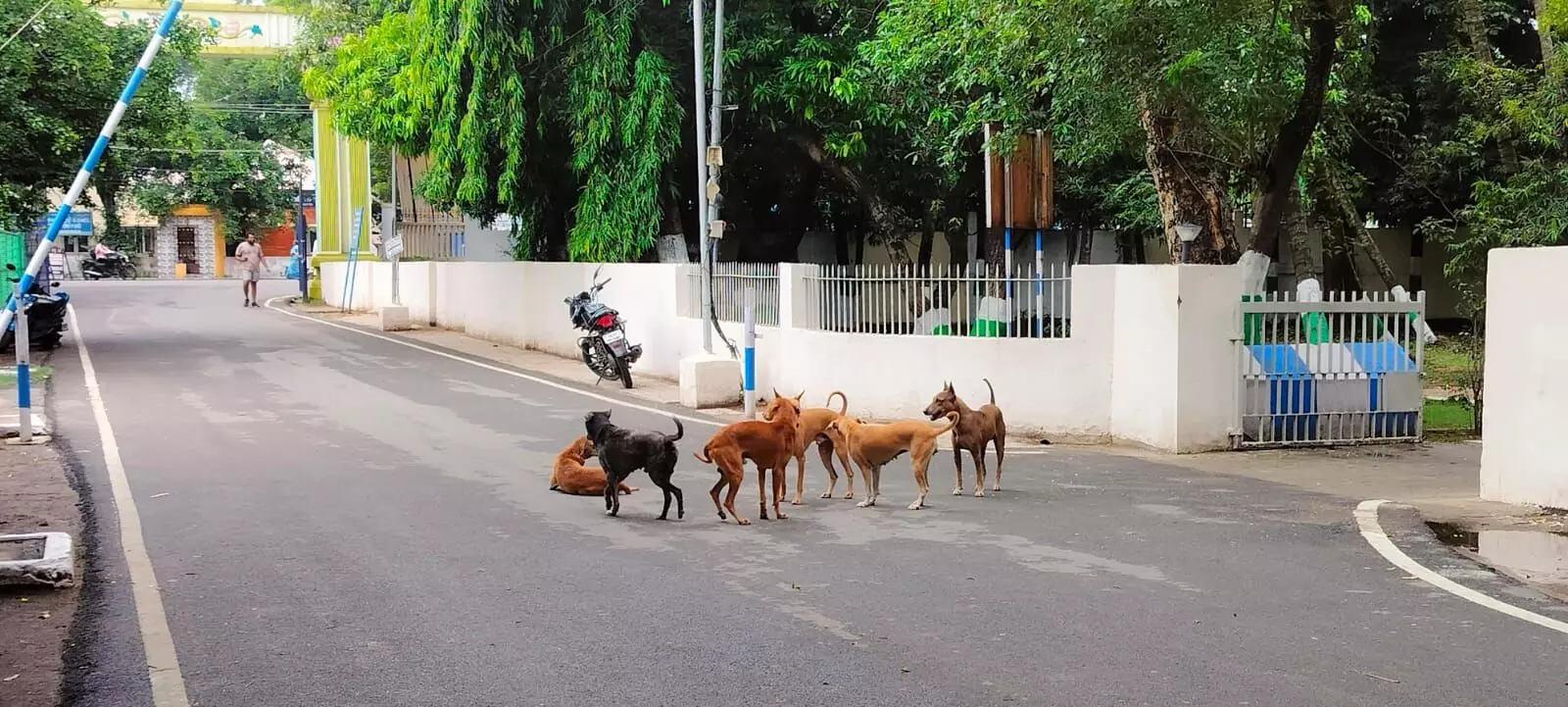 காஞ்சிபுரம் மாவட்ட ஆட்சியர் அலுவலகத்தில் கால்நடைகள், நாய்கள் தொல்லை காஞ்சிபுரம் மாவட்ட ஆட்சியர் அலுவலகத்தில் கால்நடைகள், நாய்கள் தொல்லை