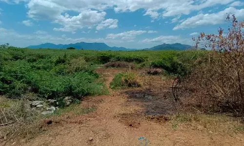 சோழவந்தான் அருகே, கண்மாய் ஆக்கிரமிப்பால், விவசாயம் பாதிப்பு..!