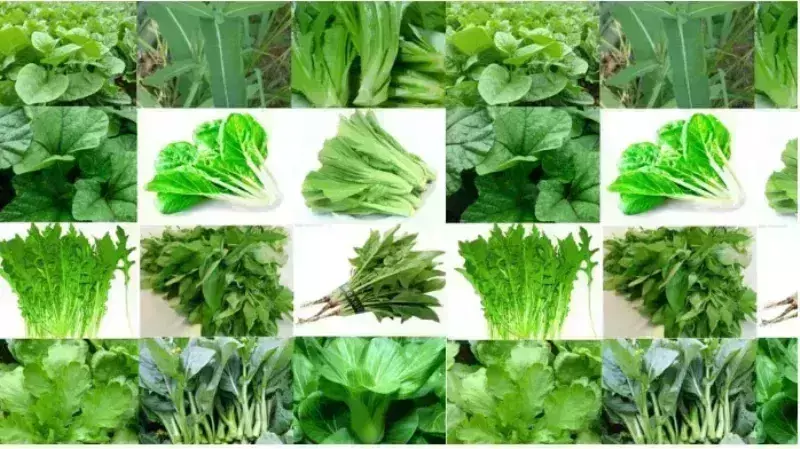 தினமும் கீரை சாப்பிட்டால், இத்தனை நன்மைகளா? தினமும் கீரை சாப்பிட்டால், இத்தனை நன்மைகளா?