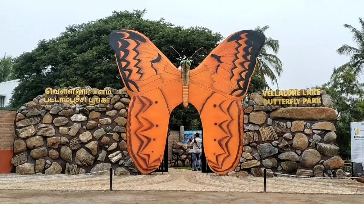 கோவை வெள்ளலூர் குளக்கரையில் புதிதாக அமைக்கப்பட்ட பட்டாம்பூச்சி பூங்கா கோவை வெள்ளலூர் குளக்கரையில் புதிதாக அமைக்கப்பட்ட பட்டாம்பூச்சி பூங்கா