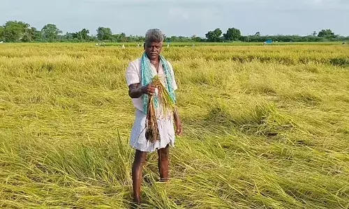 உத்திரமேரூர் பகுதியில் தொடர் மழை:  வயலாக்காவூரில்  விவசாய பயிர்கள் சேதம் உத்திரமேரூர் பகுதியில் தொடர் மழை:  வயலாக்காவூரில்  விவசாய பயிர்கள் சேதம்