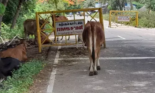 சாலையில் சுற்றித் திரியும் கால்நடைகளை கட்டுப்படுத்த கோரிக்கை