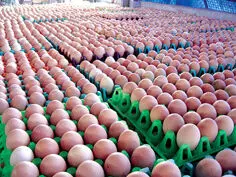 நாமக்கல்லில் முட்டை விலை மேலும் 5 பைசா உயர்வு: ஒரு முட்டை ரூ. 4.60 நாமக்கல்லில் முட்டை விலை மேலும் 5 பைசா உயர்வு: ஒரு முட்டை ரூ. 4.60