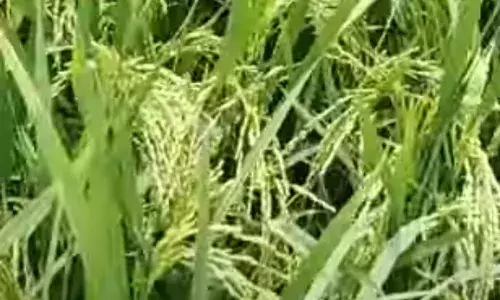 வயலில் சாயாது ; மகசூல் குறையாது : அதுதாங்க நடுத்தர சன்னரக நெல் ஏடீடி 54..! வயலில் சாயாது ; மகசூல் குறையாது : அதுதாங்க நடுத்தர சன்னரக நெல் ஏடீடி 54..!