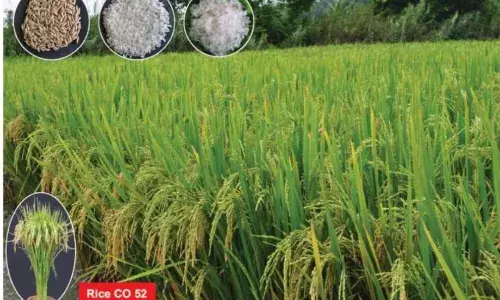 நுகர்வோர் விரும்பும் கோ 52 ரக நெல்லை பயிரிடுங்க..! மானிய விலையில் விதை கிடைக்குது..! நுகர்வோர் விரும்பும் கோ 52 ரக நெல்லை பயிரிடுங்க..! மானிய விலையில் விதை கிடைக்குது..!