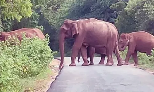 உடுமலை-மூணாறு சாலையில் யானை நடமாட்டம் அதிகரிப்பு - வனத்துறை தீவிர கண்காணிப்பு உடுமலை-மூணாறு சாலையில் யானை நடமாட்டம் அதிகரிப்பு - வனத்துறை தீவிர கண்காணிப்பு