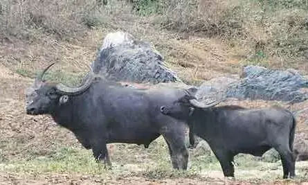 நெரூர் பகுதியில் காட்டெருமை நடமாட்டம் : வனத்துறை தீவிர நடவடிக்கை..!