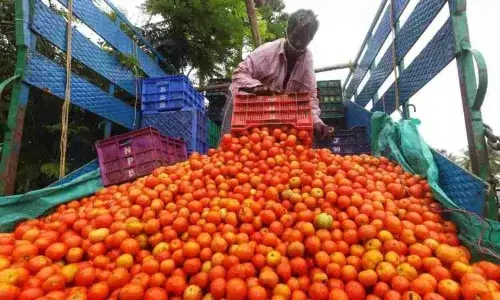 திருப்பூரில் தக்காளி விலை கிடுகிடு உயர்வு! திருப்பூரில் தக்காளி விலை கிடுகிடு உயர்வு!
