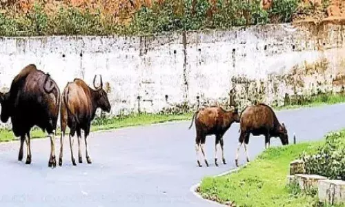 மஞ்சூரில் அதிகரிக்கும் காட்டு மாடுகள்: அச்சுறுத்தலில் விவசாயமும் வாழ்வாதாரமும்! மஞ்சூரில் அதிகரிக்கும் காட்டு மாடுகள்: அச்சுறுத்தலில் விவசாயமும் வாழ்வாதாரமும்!