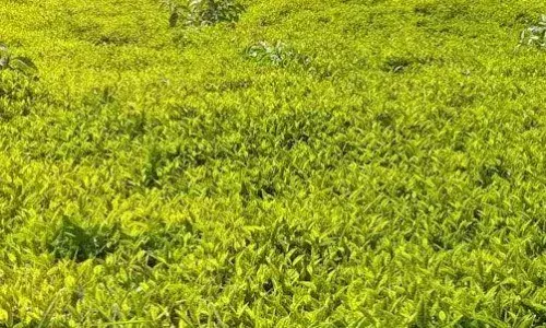 கோத்தகிரியில் கனமழை: பசுந்தேயிலை மகசூல் அதிகரிப்பால் விவசாயிகள் மகிழ்ச்சி! கோத்தகிரியில் கனமழை: பசுந்தேயிலை மகசூல் அதிகரிப்பால் விவசாயிகள் மகிழ்ச்சி!