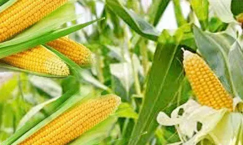உடுமலையில் அச்சுறுத்தும் படைப்புழு: மக்காச்சோள விவசாயிகளுக்கு வேளாண் பல்கலை வழிகாட்டுதல்! உடுமலையில் அச்சுறுத்தும் படைப்புழு: மக்காச்சோள விவசாயிகளுக்கு வேளாண் பல்கலை வழிகாட்டுதல்!
