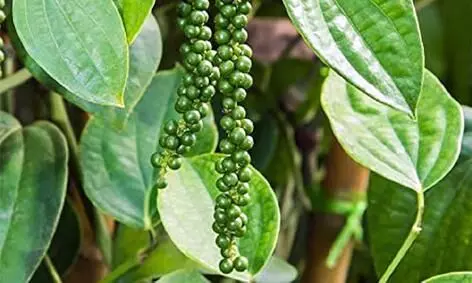 கொல்லிமலை விவசாயிகளுக்கு மிளகு உற்பத்தி தொழில்நுட்ப பயிற்சி கொல்லிமலை விவசாயிகளுக்கு மிளகு உற்பத்தி தொழில்நுட்ப பயிற்சி