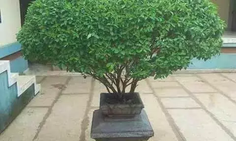 இந்த குளிர்காலத்துல வேற ரொம்ப சளியா இருக்கா..? அப்போ இத சாப்பிடுங்க.. சளி காணாம போய்டும்..! | Tulsi benefits in tamil