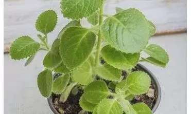 Karpuravalli Benefits In Tamil Karpuravalli Benefits In Tamil