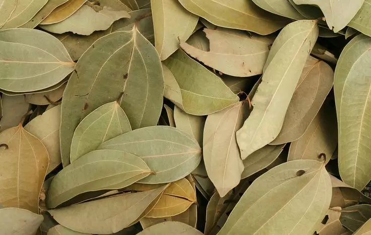 பிரியாணி பிரியர்களே..! அதுல யூஸ் பண்ற பட்டை இலை பத்தி தெரியுமா..? பிரியாணி பிரியர்களே..! அதுல யூஸ் பண்ற பட்டை இலை பத்தி தெரியுமா..?