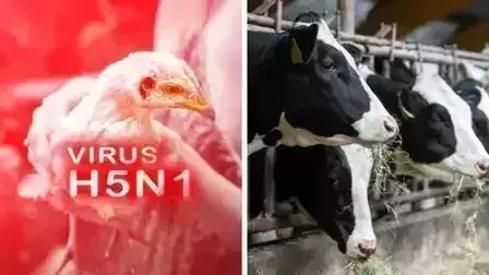 H5N1 காய்ச்சல்: பறவைகளில் தொடங்கி மனிதர்களையும் மாடுகளையும் சிக்கவைத்த அச்சம்! H5N1 காய்ச்சல்: பறவைகளில் தொடங்கி மனிதர்களையும் மாடுகளையும் சிக்கவைத்த அச்சம்!