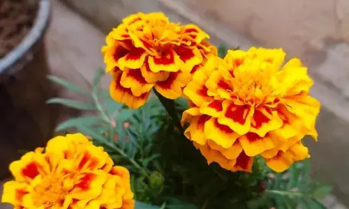 தமிழக அரசின் மலர் கண்காட்சியில் நாமக்கலின் மேரிகோல்டு செடிகள் தீவிர பராமரிப்பு! தமிழக அரசின் மலர் கண்காட்சியில் நாமக்கலின் மேரிகோல்டு செடிகள் தீவிர பராமரிப்பு!