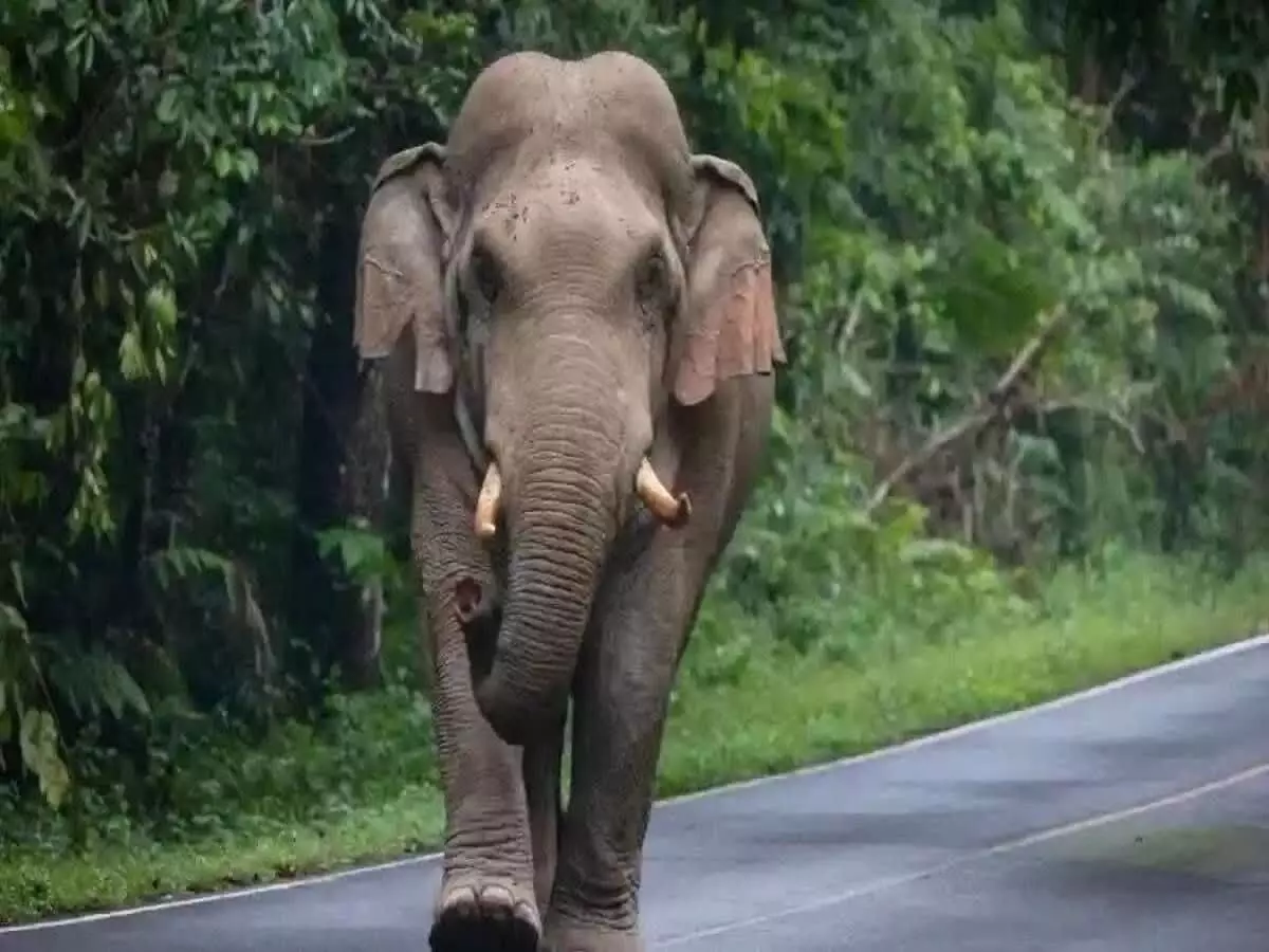 தாளவாடி: யானை அட்டகாசத்தால் 1 ஏக்கர் ராகி சேதம் ! தாளவாடி: யானை அட்டகாசத்தால் 1 ஏக்கர் ராகி சேதம் !