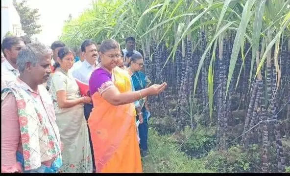 ரேசன் கடைகளில் வழங்கப்படவுள்ள கரும்புகளை பார்வையிட்ட மாவட்ட கலெக்டர் ரேசன் கடைகளில் வழங்கப்படவுள்ள கரும்புகளை பார்வையிட்ட மாவட்ட கலெக்டர்