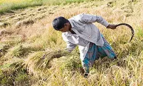 கீழ்பவானியில் நெல் அறுவடை கோலாகலம்..! இன்று முதல் கொள்முதல் நிலையங்கள் செயல்பாட்டுக்கு தயாராகின்றன..! கீழ்பவானியில் நெல் அறுவடை கோலாகலம்..! இன்று முதல் கொள்முதல் நிலையங்கள் செயல்பாட்டுக்கு தயாராகின்றன..!